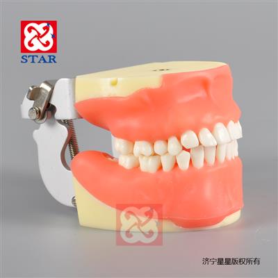 口腔外科綜合練習模型M4026